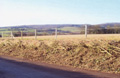 after hedge laying